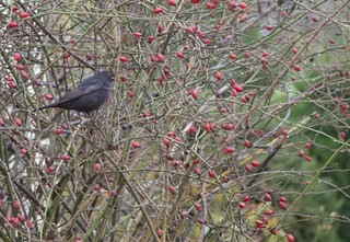 Amsel Hagebutte fressend, Winter, Artenvielfalt