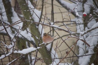 Buchfink sitzt auf schneebedecktem Aste im Hagebuttenstrauch, Winter, Artenvielfalt