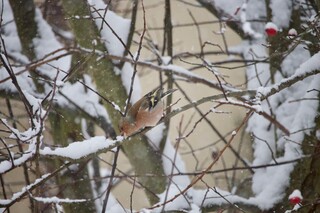 Buchfink 2 sitzt auf schneebedecktem Aste im Hagebuttenstrauch, Winter, Artenvielfalt