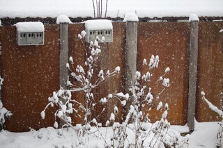 Biodiversität im Winter, es schneit, Karden, Zwei 3-er Spatzennester an Sichtschutzwand mit rostigen Metallplatten und Holzpfählen