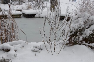 Biodiversität im Winter, es schneit, Zugefrorener Teich, verschneite Wildstauden