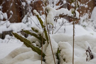Biodiversität im Winter, es schneit, Zugeschneiter Hirschzungenfarn
