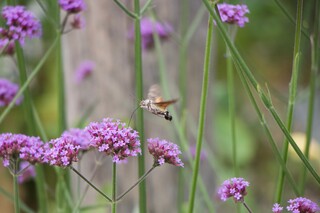 Taubenschwänzchen saugt Nektar an Verbenenblüten