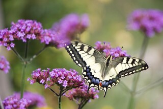 Schwalbenschwanz an Verbene