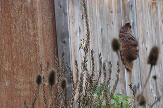 DISTELFINK AUF VERDORRTER NACHTKERZE