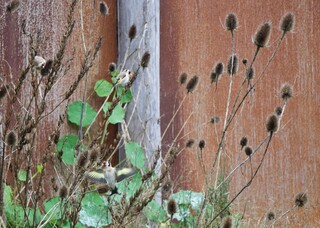 Distelfinke picken Samen aus Karde im November